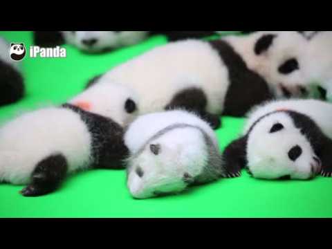 Panda cubs make public debut in China ahead of National Day