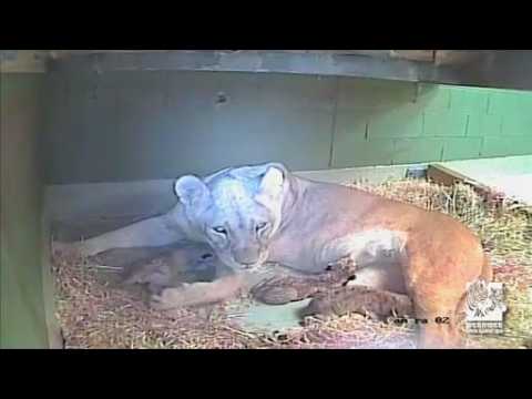 Zoo in Melbourne welcomes birth of three African lion cubs