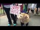 Dogs show off Halloween costumes