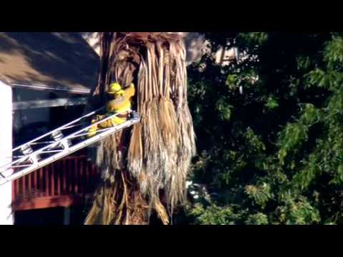 Man rescued from palm tree