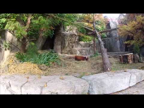 Red panda cubs peform for the public for the first time