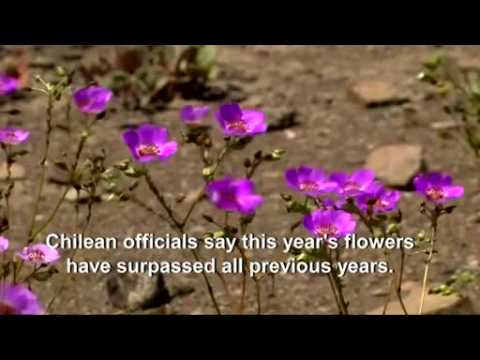 Rare flowers bloom in Chilean desert