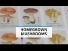 Looking for a hobby? Try growing mushrooms