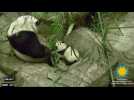 Panda cub Bei Bei takes first wobbly steps
