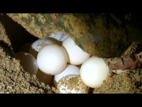 Turtles lays eggs as toxic mud nears coastline