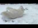 Polar bear plays in Wisconsin snow