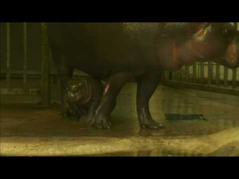 Baby hippo on board at Bristol Zoo, and more
