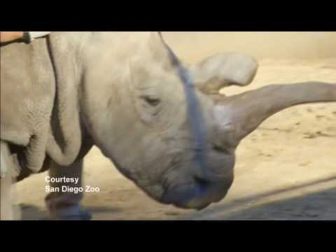 Rare white rhino dies in U.S.