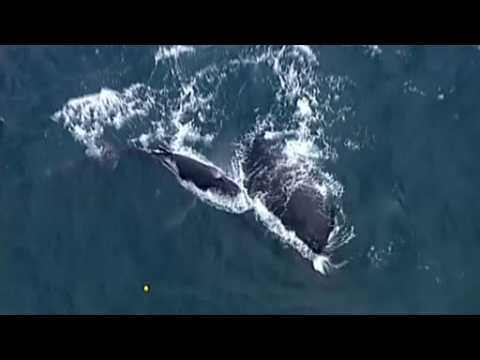 Australia rescuers save tangled whale