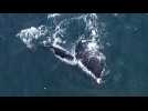 Australia rescuers save tangled whale