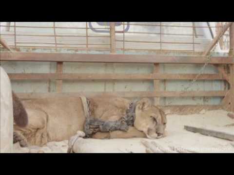 Mountain lion rescued from circus in Peru