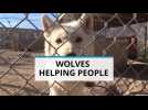 Wolf therapy saves human and beast
