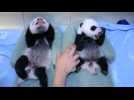 Toronto Zoo's twin pandas growing fast