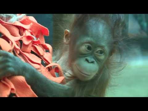 Baby orangutan to have surrogate mother