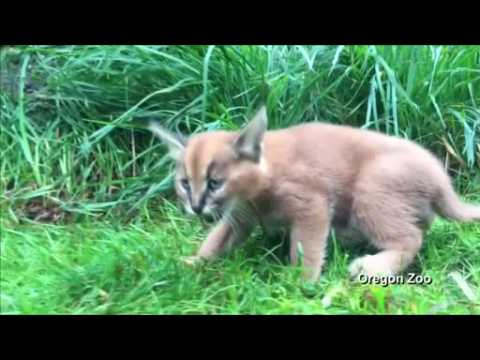 Caracal kittens from Oregon Zoo exploring their habitat