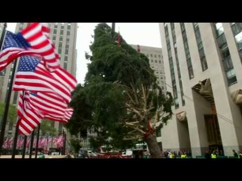 Rockefeller Christmas Tree goes up