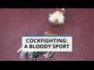Cockfighting: Bloody billion dollar sport of Venezuela