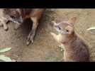 A wallaby joey leaves it's mother’s pouch to explore the world for the first time