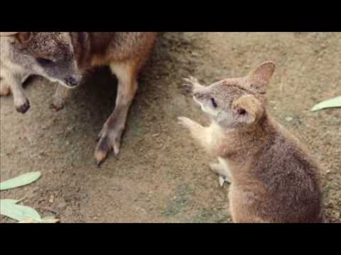 A wallaby joey leaves it's mother’s pouch to explore the world for the first time