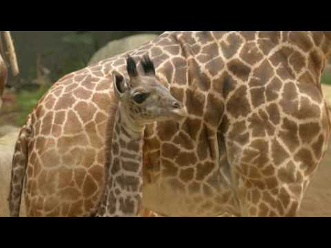 Baby giraffe makes his LA debut