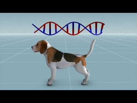 Chinese researchers use gene-editing technology to engineer muscular dogs