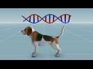 Chinese researchers use gene-editing technology to engineer muscular dogs