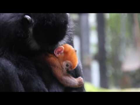 Rare bright orange monkey born in Australian zoo