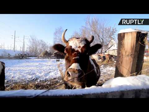 Hindu Vegans Create First Ever 'Cow Orphanage' in Russia