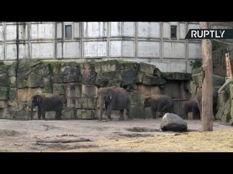 Berlin Zoo Celebrates as Edgar the Elephant Turns One