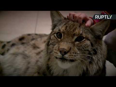 This Is What It's Like to Have A Pet Lynx