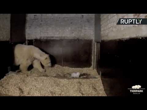 Polar Bear Cub Tries to Take His First Steps as Mum Watches On
