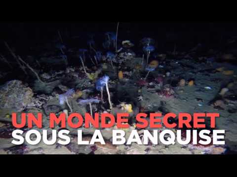2 minutes dans les fonds sous-marins secrets de l'Antarctique