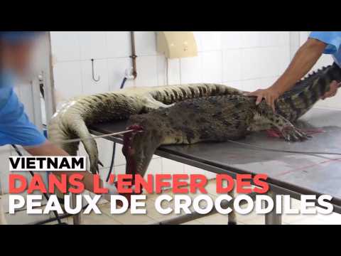 Dans l'enfer de l'industrie des peaux de crocodiles au Vietnam