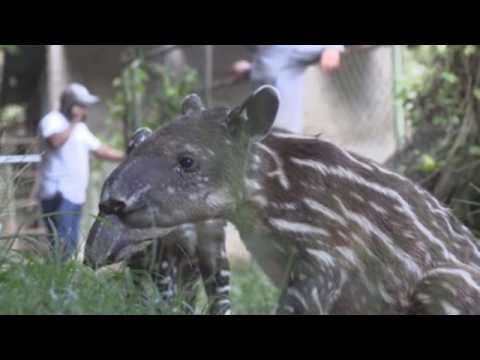 Two endangered tapirs born at Nicaragua zoo