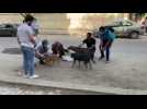 Cairo's stray animals also break fast during Ramadan