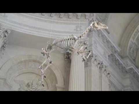 Controversial horse skeleton hangs over Napoleon's grave