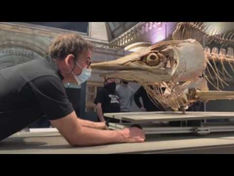 London's Natural History Museum to reopen after COVID-19 closure