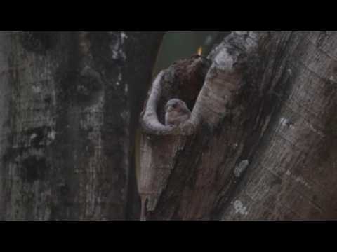 Bird photographers flock to park in Hong Kong to catch glimpse of newborn owlets