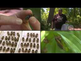 US braces for billions of cicadas to emerge after 17 years underground