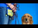 This golden retriever is beating PCR tests at detecting COVID in a French nursing home