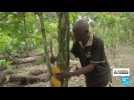 Cameroun : des plantations de cacao détruites par la sécheresse