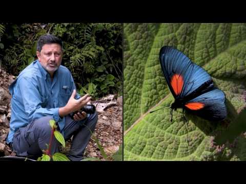 Colombia: Home to the world's largest variety of butterflies