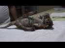 Nicaragua Zoo presents a Bengal tigress born in captivity