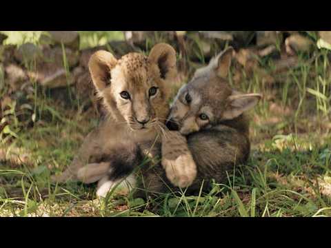 Le Loup et le Lion - Bande annonce 1 - VF - (2020)
