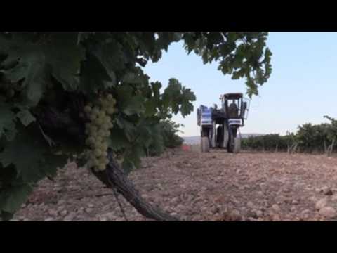 Grape harvest begins in La Rioja with high quality expectations
