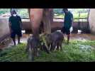 Sri Lanka : naissance rare de deux éléphanteaux jumeaux en captivité