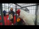Saint Petersburg hosts the international agricultural fair '2021 Agrorus'