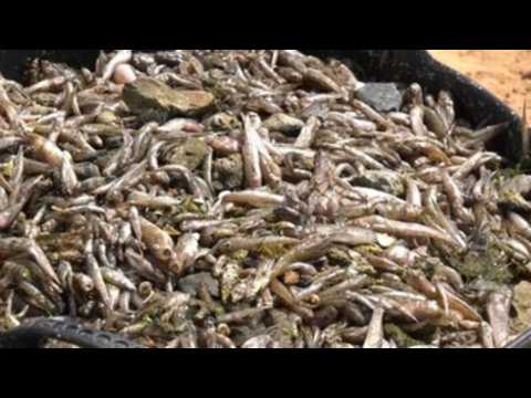 Spain, Murcia region trade blame on pile of dead fish, lagoon disaster