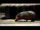 Baby hippo becomes main attraction at Mexico zoo