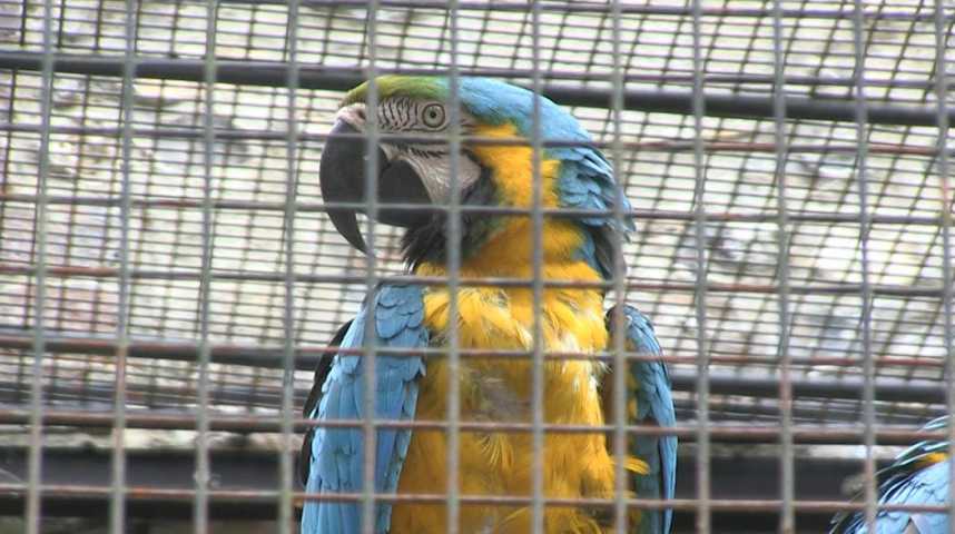 Vidéos Loulou, le perroquet adoré de Flaubert, s'expose au parc de